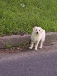 Found/Stray Unknown Dog last seen Arch street, Edwardsville, PA 18704