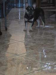 Reunited Male Dog last seen Acacia, Rialto, CA 92376