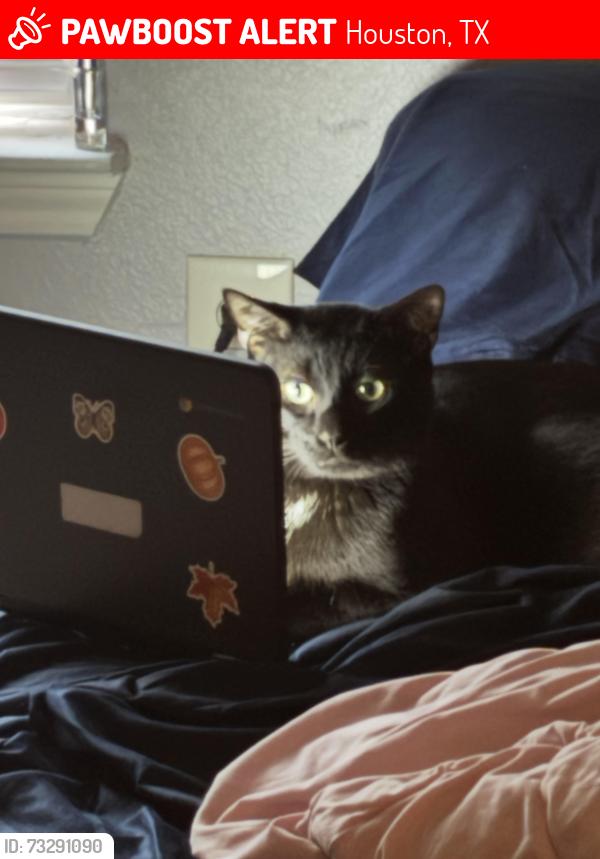Lost Female Bird last seen Holly Barr, Houston, TX 77433