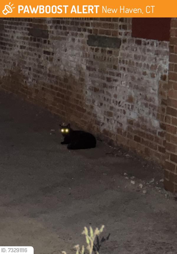 Found/Stray Unknown Cat last seen What used to be Abate’s, New Haven, CT 06511