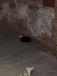 Found/Stray Unknown Cat last seen What used to be Abate’s, New Haven, CT 06511