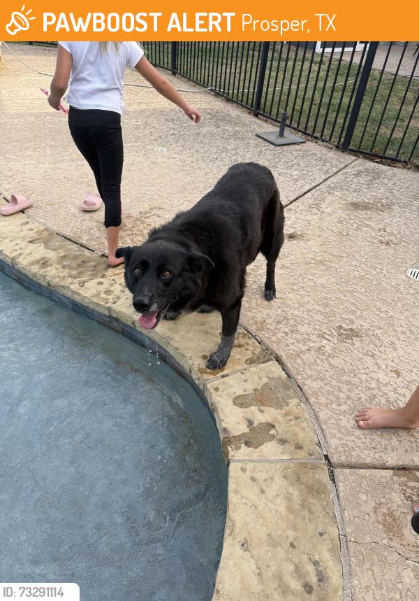Found/Stray Female Dog last seen Coit and 1st st, Prosper, TX 75078