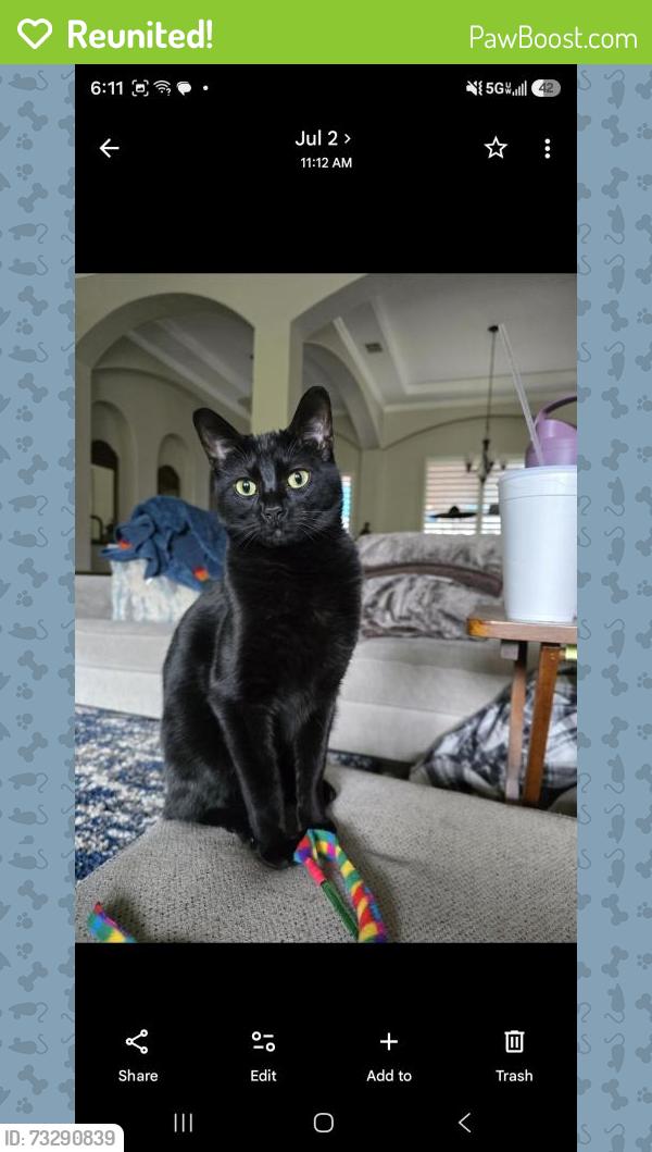 Reunited Male Cat last seen Alamo Ranch, San Antonio, TX 78254