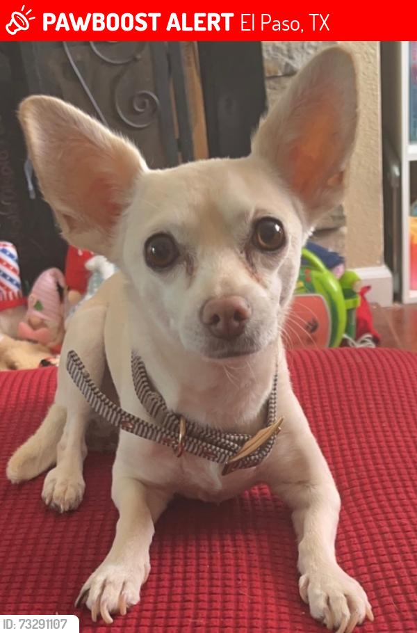 Lost Male Dog last seen Ada lane, new construction of hses, El Paso, TX 79932