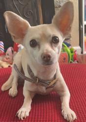 Lost Male Dog last seen Ada lane, new construction of hses, El Paso, TX 79932
