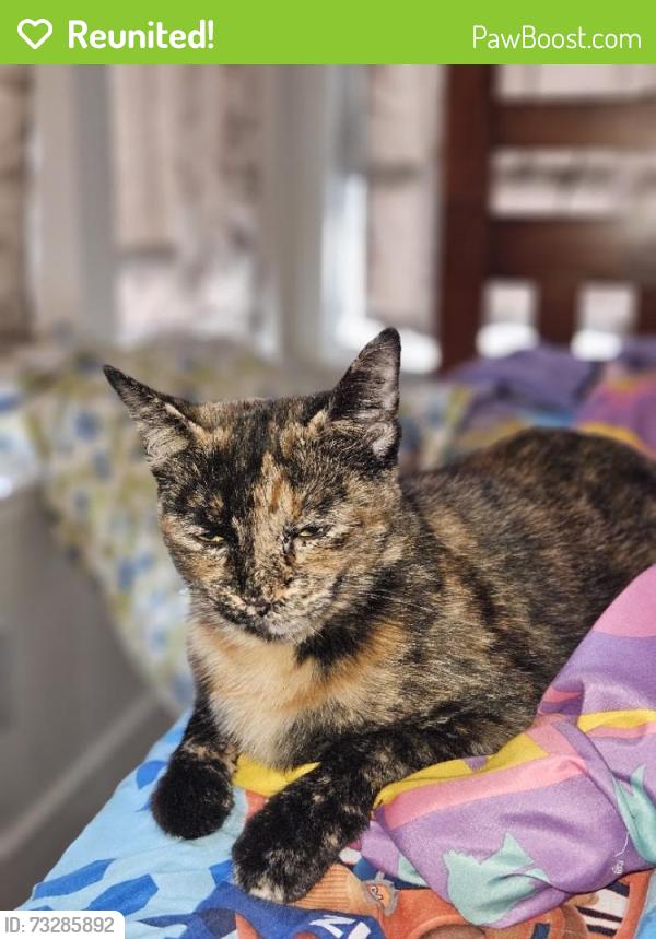 Reunited Female Cat last seen W. Spain and Hatchery Lane, Sonoma, CA 95476