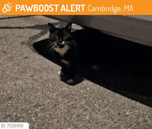 Found/Stray Unknown Cat last seen Near Richdale Ave, Cambridge, MA, Cambridge, MA 02140
