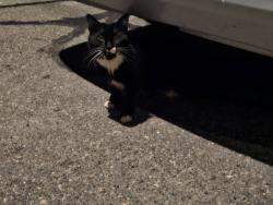 Found/Stray Unknown Cat last seen Near Richdale Ave, Cambridge, MA, Cambridge, MA 02140