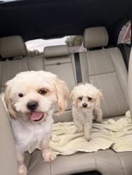 Found/Stray Male Dog last seen Beach Road, Chesterfield, VA 23832