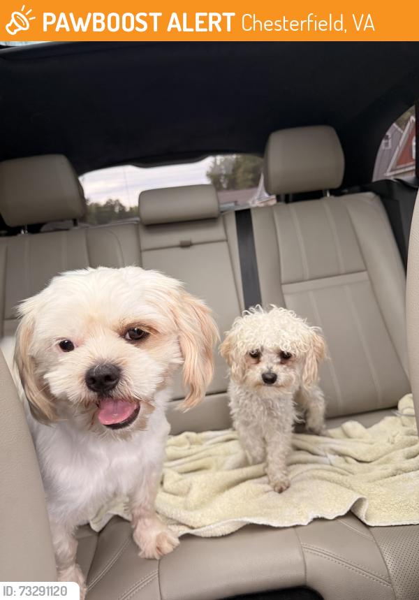 Found/Stray Male Dog last seen Beach Road, Chesterfield, VA 23832