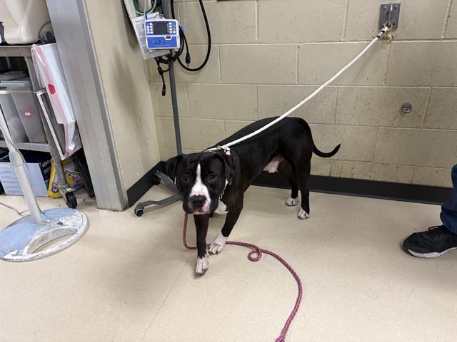 Shelter Stray Male Dog last seen NO INFO, 3839 W Burnham St, West Milwaukee, WI 53215, USA