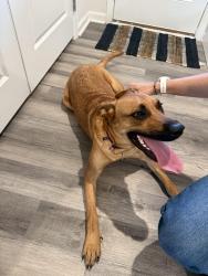Reunited Female Dog last seen Watkins rd, Berea, SC 29617