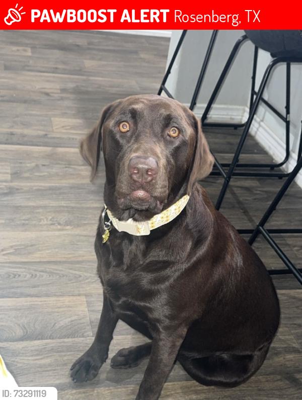 Lost Female Dog last seen Sunset crossing / Walnut Creek, Rosenberg, TX 77469
