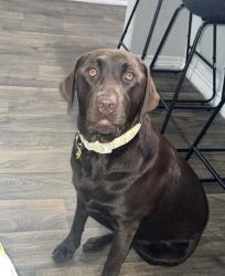 Lost Female Dog last seen Sunset crossing / Walnut Creek, Rosenberg, TX 77469