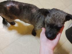 Found/Stray Male Dog last seen Bellingrath Rd and Jeanette Ave, Mobile County, AL 36582