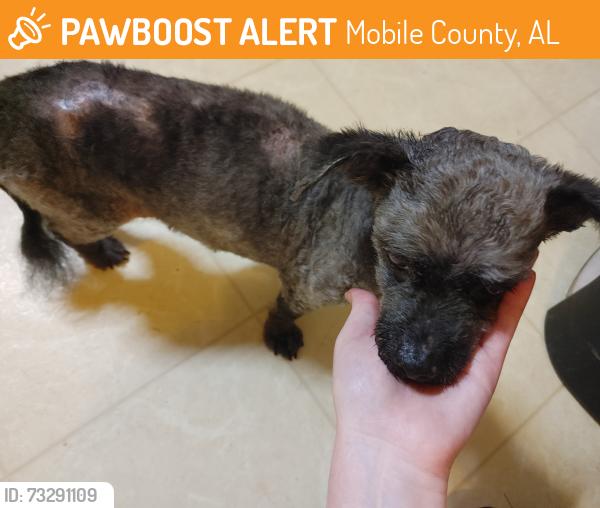 Found/Stray Male Dog last seen Bellingrath Rd and Jeanette Ave, Mobile County, AL 36582