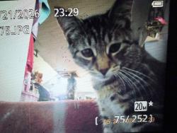 Lost Male Cat last seen Lupine rd. Dean st, Lowell, MA 01851