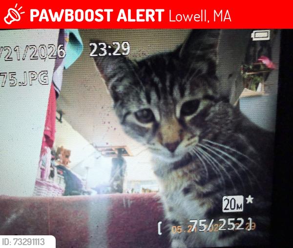 Lost Male Cat last seen Lupine rd. Dean st, Lowell, MA 01851