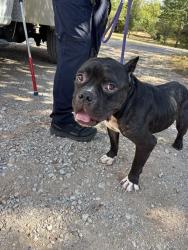 Shelter Stray Male Dog last seen Near BLOCK PATHWAY ST, OKLAHOMA CITY OK 73160, 2811 SE 29th St, Oklahoma City, OK 73129, USA
