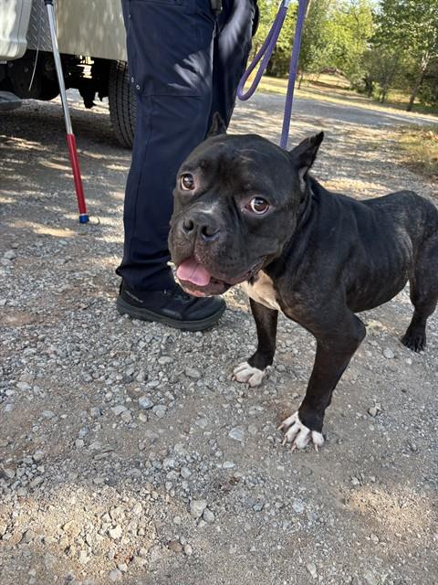 Shelter Stray Male Dog last seen Near BLOCK PATHWAY ST, OKLAHOMA CITY OK 73160, 2811 SE 29th St, Oklahoma City, OK 73129, USA