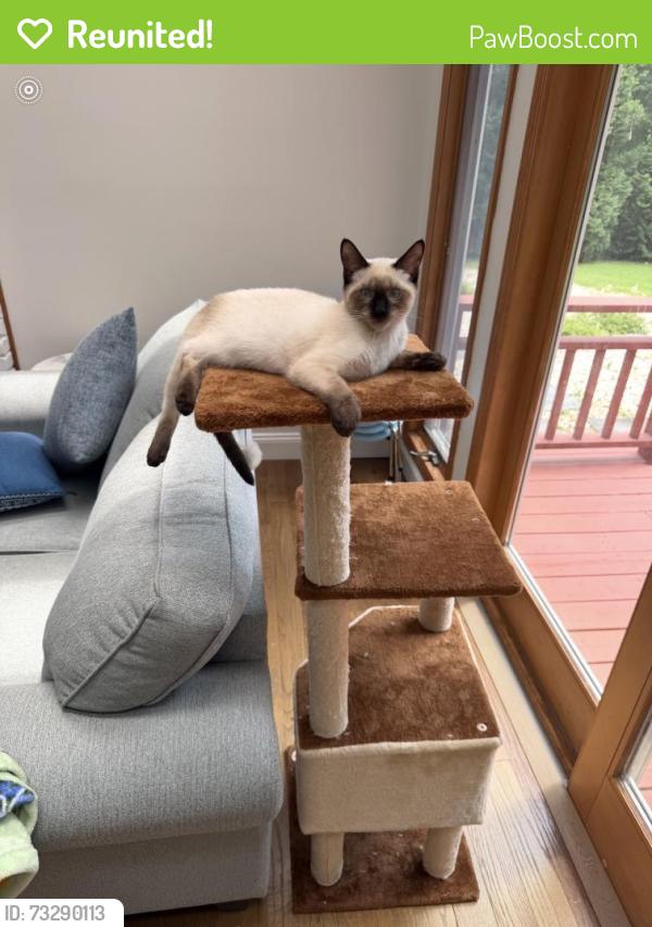 Reunited Male Cat last seen Pitkin ave and Belmont ave, Brooklyn, NY 11208