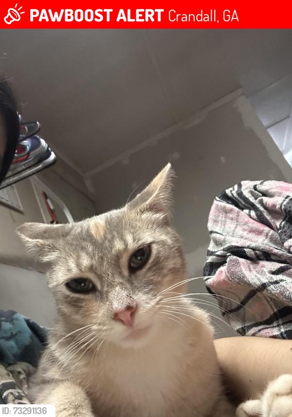Lost Female Cat last seen Rob brooks road, Crandall, GA 30711