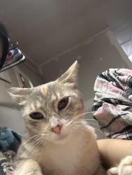 Lost Female Cat last seen Rob brooks road, Crandall, GA 30711