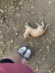 Lost Male Cat last seen cable and princeton, Columbus, OH 43222