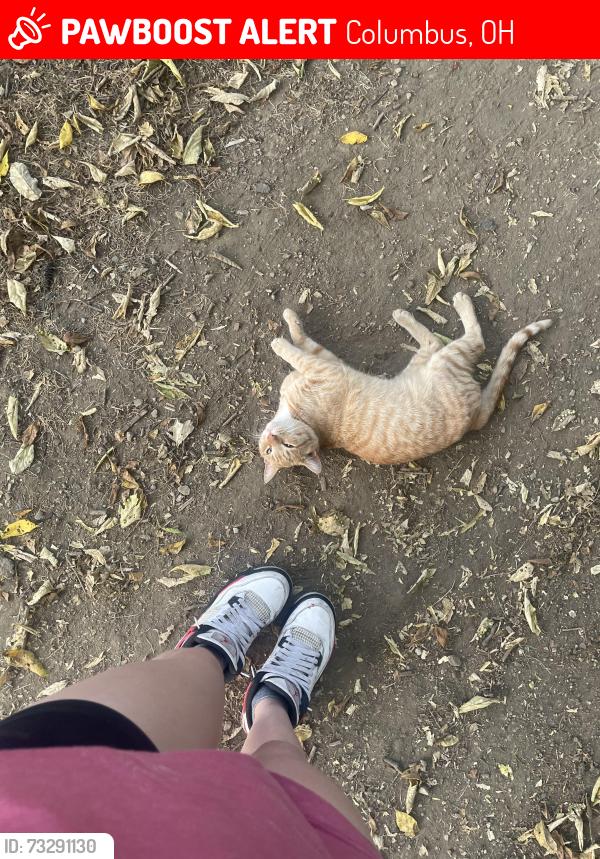 Lost Male Cat last seen cable and princeton, Columbus, OH 43222