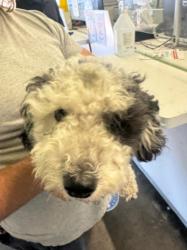Shelter Stray Female Dog last seen , 1850 W 60th St, Los Angeles, CA 90047, USA