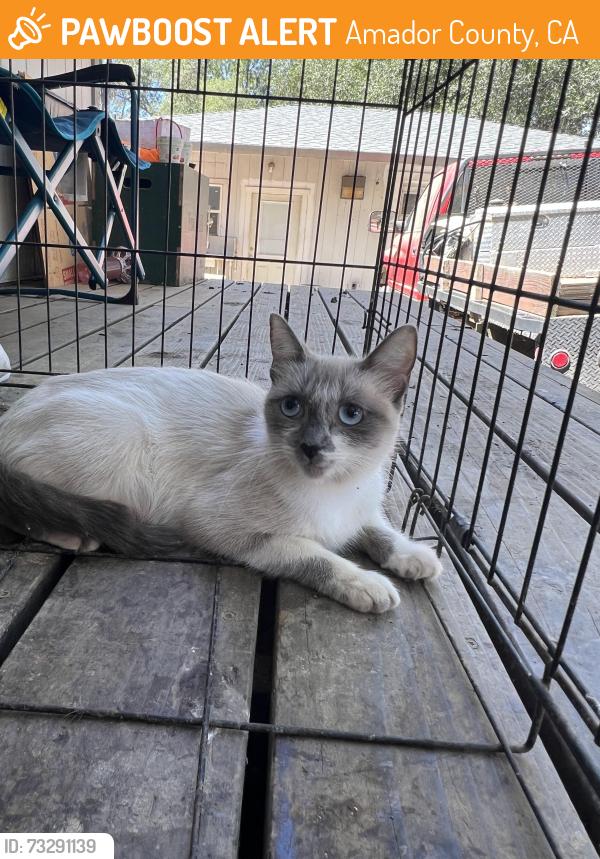 Found/Stray Female Cat last seen Pioneer street, Amador County, CA 95665