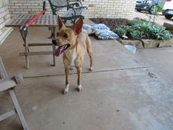 Found/Stray Male Dog last seen Ann Arbor Terrace & NW 67th, Oklahoma City, OK 73132