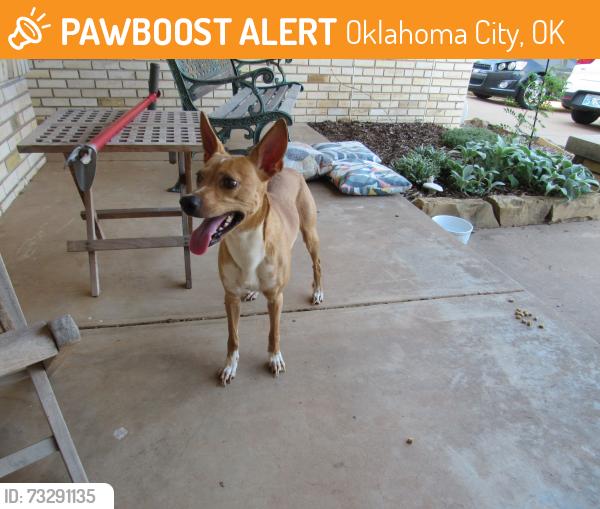 Found/Stray Male Dog last seen Ann Arbor Terrace & NW 67th, Oklahoma City, OK 73132