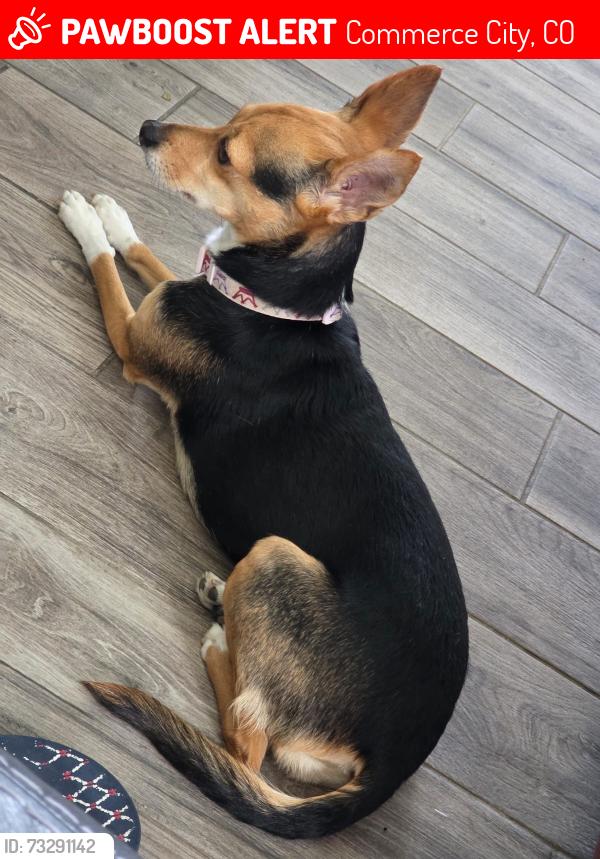 Lost Female Dog last seen Mónaco y 70, Commerce City, CO 80022