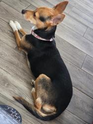 Lost Female Dog last seen Mónaco y 70, Commerce City, CO 80022