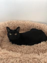 Lost Male Cat last seen Grey Swan Dr Hawk’s Landing, Katy, TX 77494