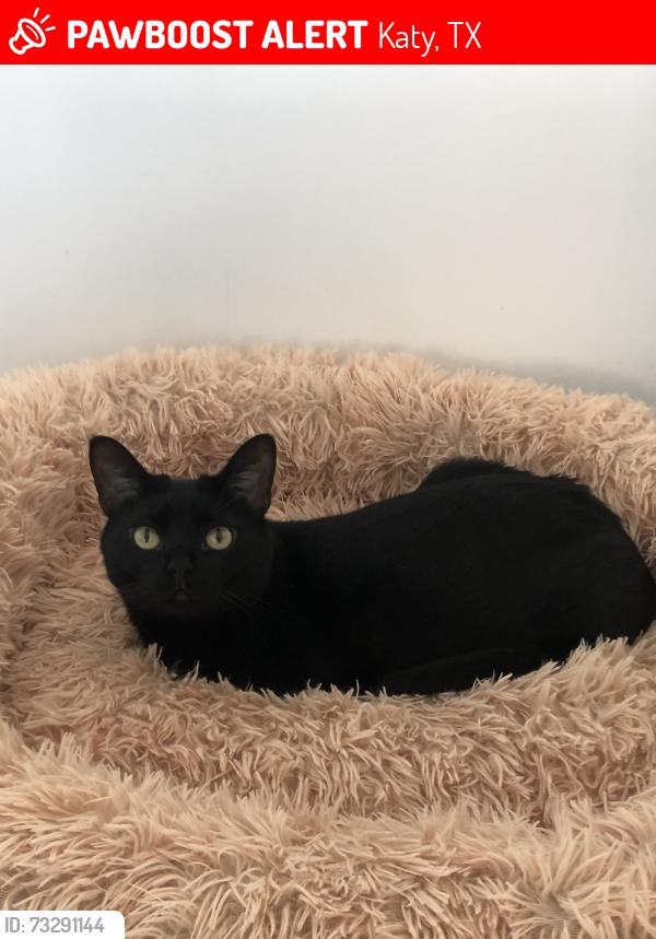 Lost Male Cat last seen Grey Swan Dr Hawk’s Landing, Katy, TX 77494