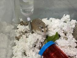Shelter Stray Female Other last seen , West Valley Animal Shelter, 20655 Plummer St, Chatsworth, CA 91311, USA