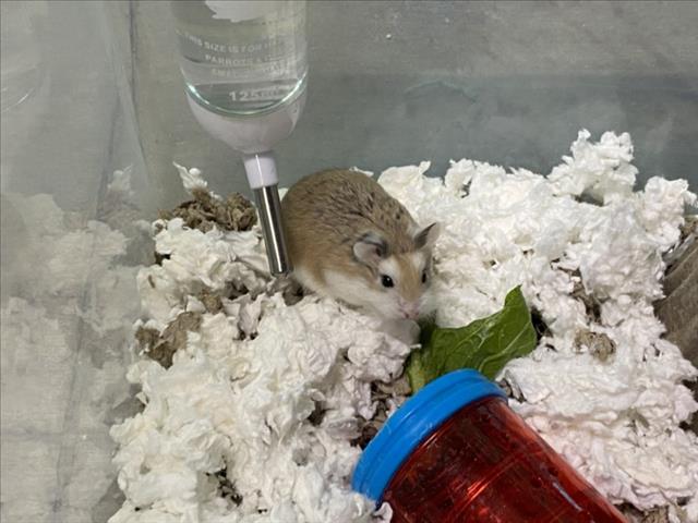 Shelter Stray Female Other last seen , West Valley Animal Shelter, 20655 Plummer St, Chatsworth, CA 91311, USA