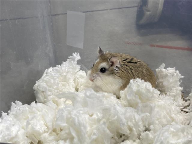 Shelter Stray Male Other last seen , West Valley Animal Shelter, 20655 Plummer St, Chatsworth, CA 91311, USA