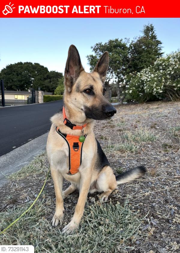 Lost Male Dog last seen Top of ring mountain, Tiburon, CA 94920