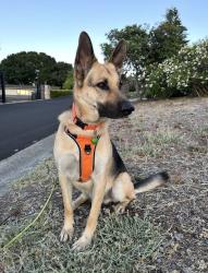 Lost Male Dog last seen Top of ring mountain, Tiburon, CA 94920