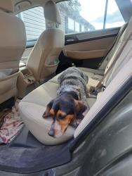 Reunited Female Dog last seen Little pine road, between 25-70 and the bridge, Marshall, NC 28753
