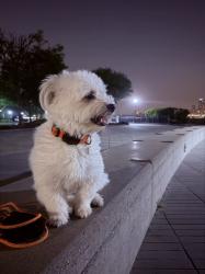 Reunited Female Dog last seen Near street and jfk blvd west New York, West New York, NJ 07093
