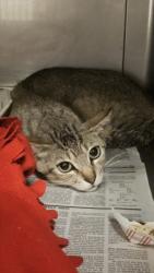 Shelter Stray Male Cat last seen , West Valley Animal Shelter, 20655 Plummer St, Chatsworth, CA 91311, USA