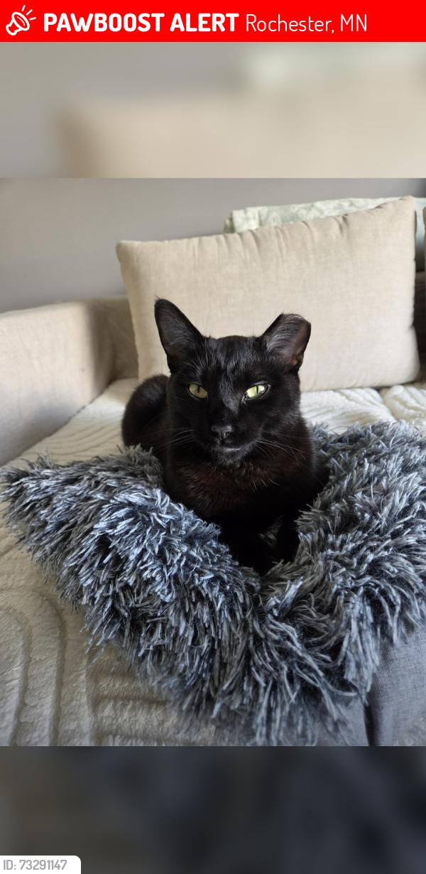 Lost Male Cat last seen Holy spirit church, Rochester, MN 55901