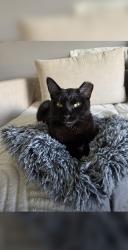 Lost Male Cat last seen Holy spirit church, Rochester, MN 55901