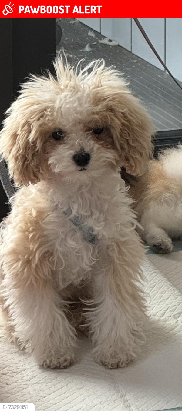 Lost Female Dog last seen Near St James wood hosp, Greater London, England NW8 9NP