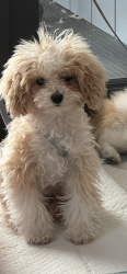Lost Female Dog last seen Near St James wood hosp, Greater London, England NW8 9NP