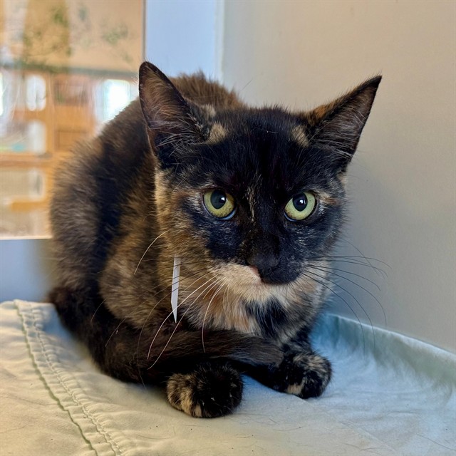 Shelter Stray Female Cat last seen Near BLOCK PIUTE CREEK DR, CORONA CA 92881, 6851 Van Buren Boulevard, Jurupa Valley, CA 92509, USA